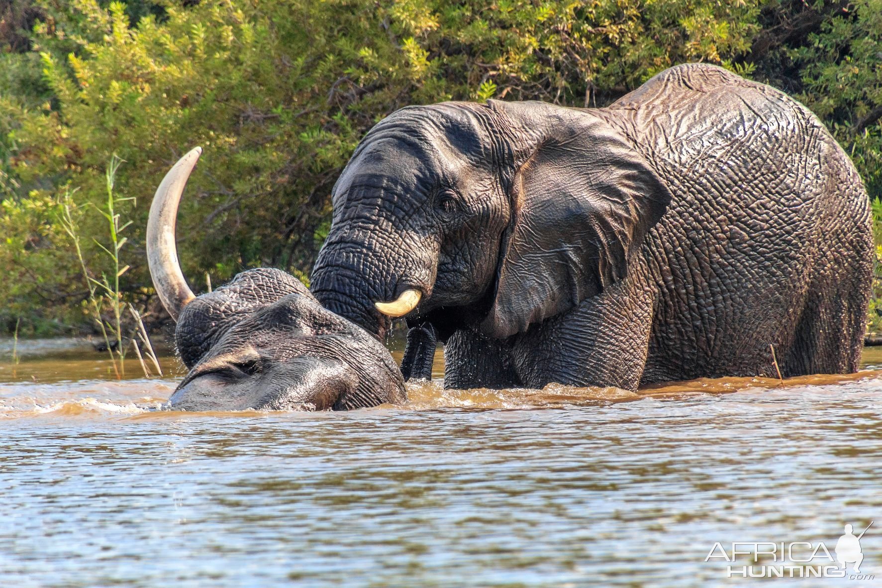 Elephants Waterberg Wilderness Reserve South Africa