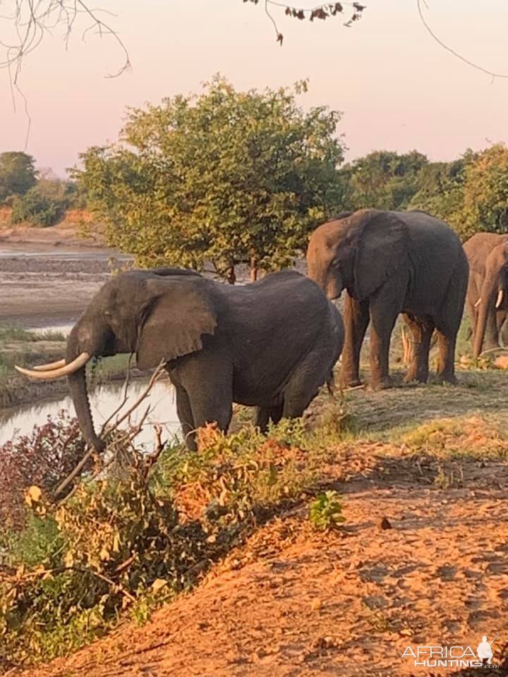 Elephants Zambia