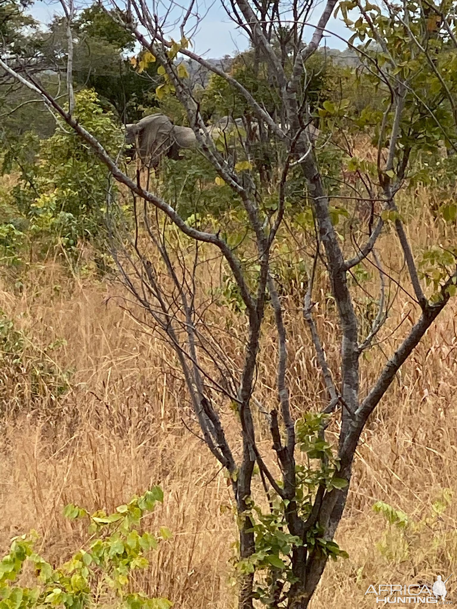 Elephants Zimbabwe