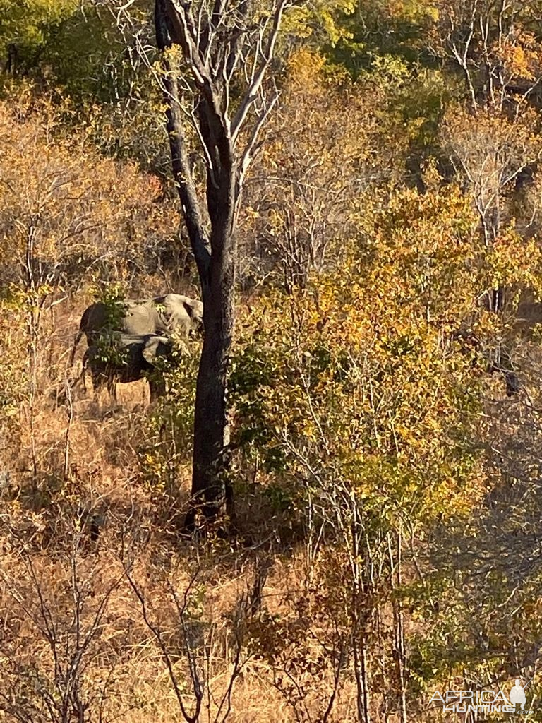 Elephants Zimbabwe