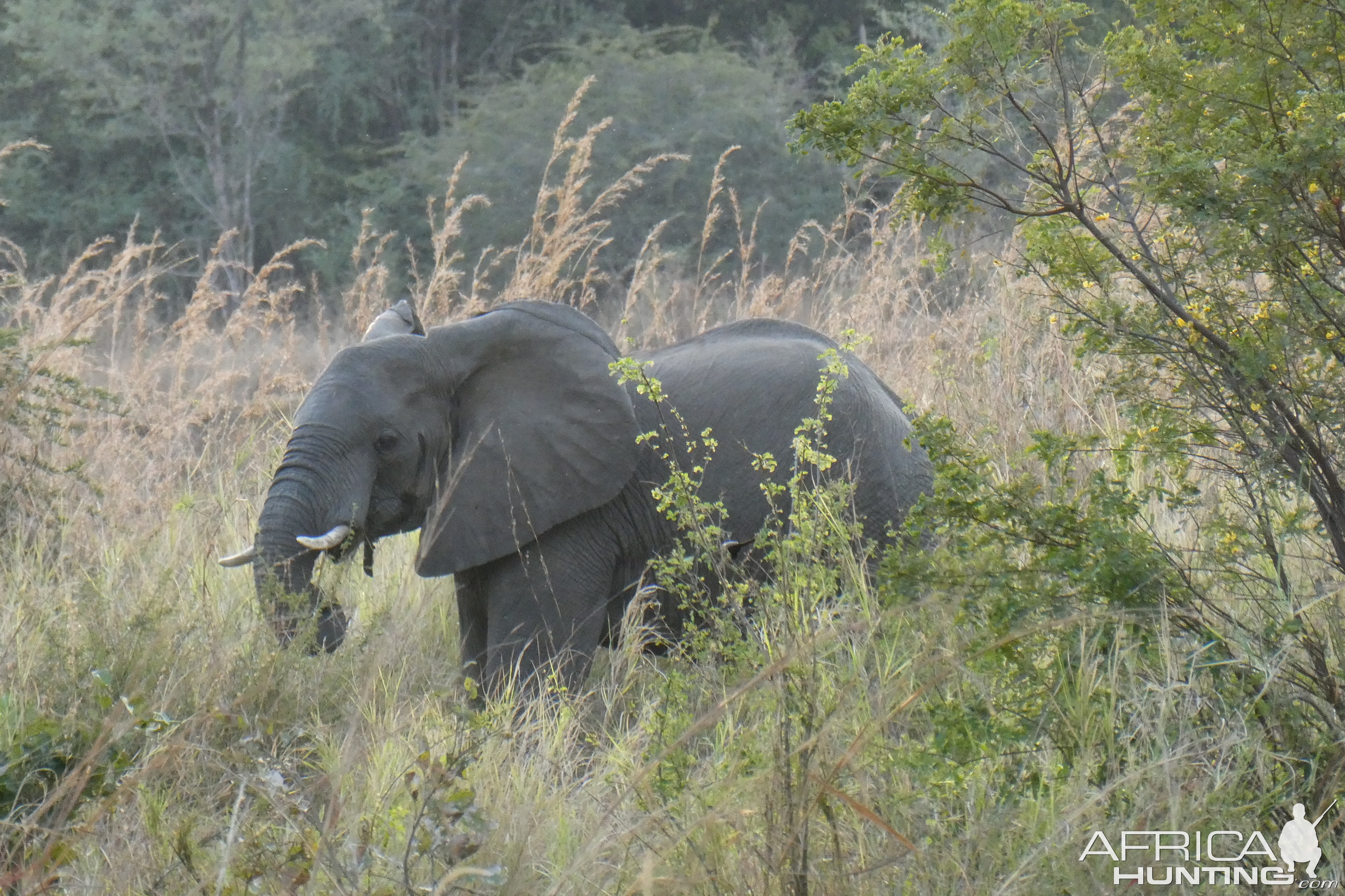 Elephants Zimbabwe