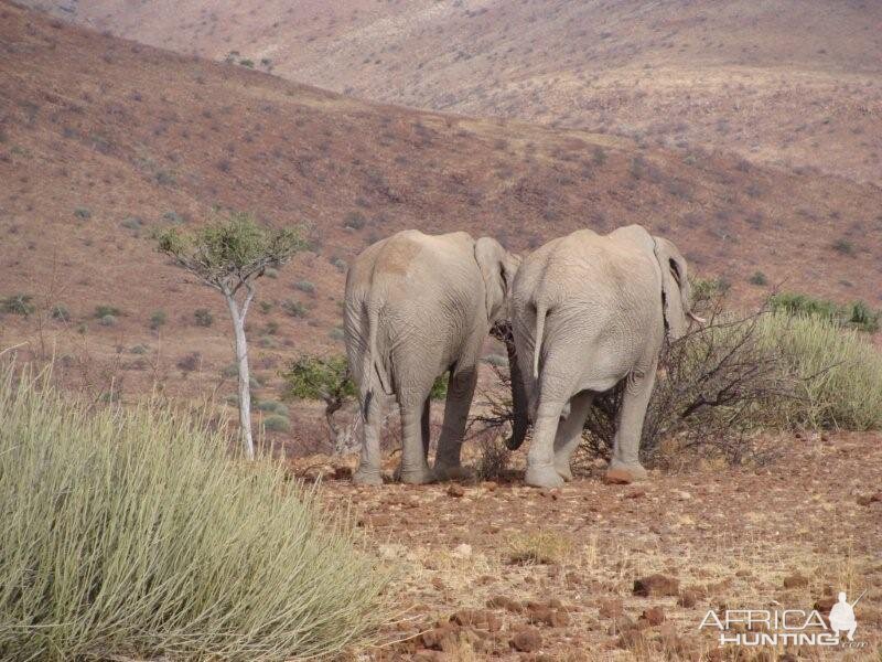 Elephants