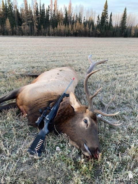 Elk Hunt Canada