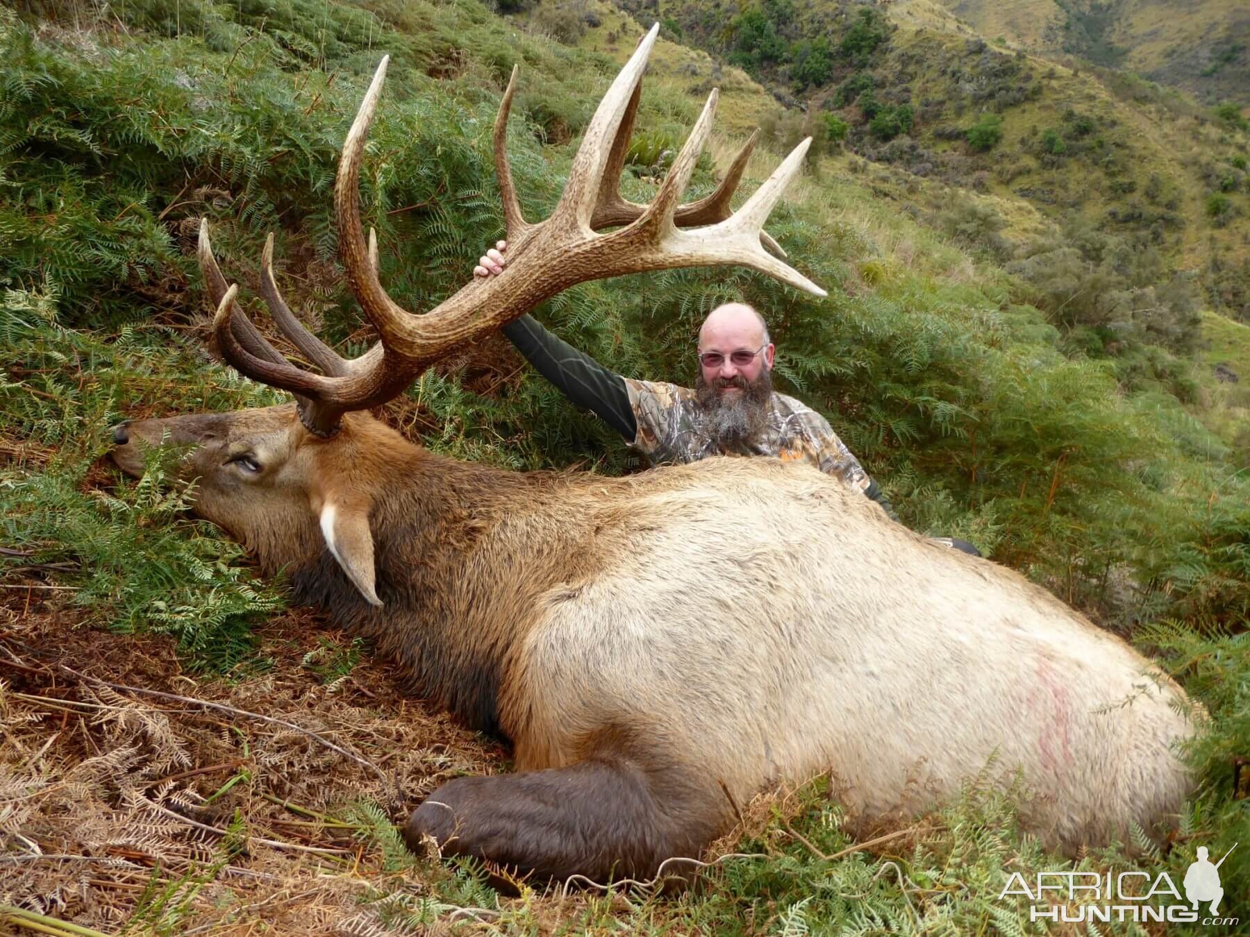 Elk Hunt New Zealand