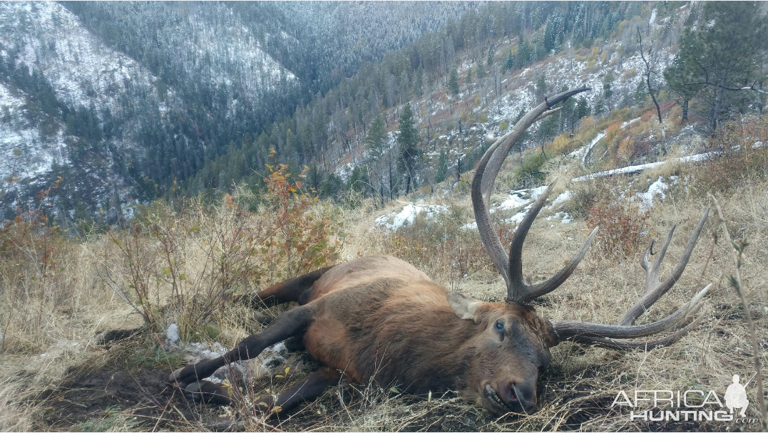 Elk Hunting