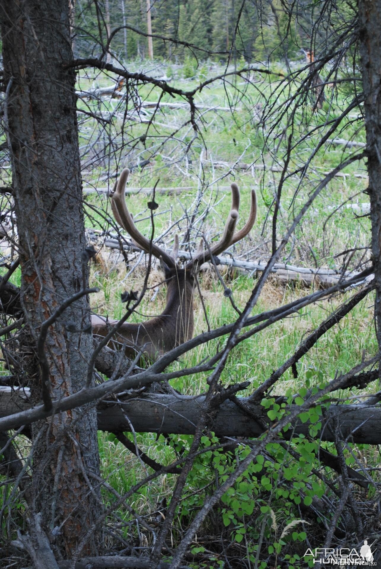 Elk in Yellowstone National park