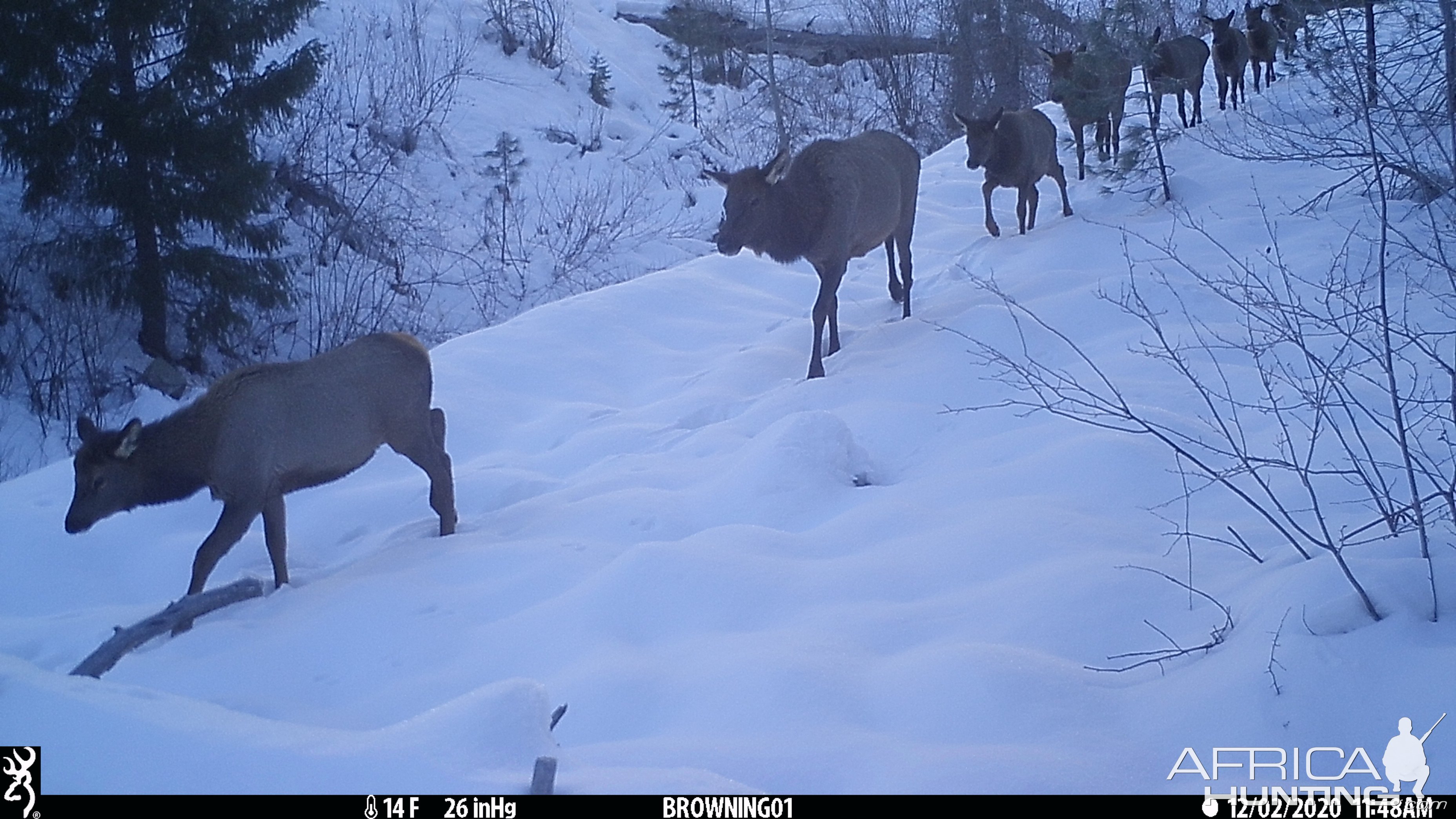 Elk Migration