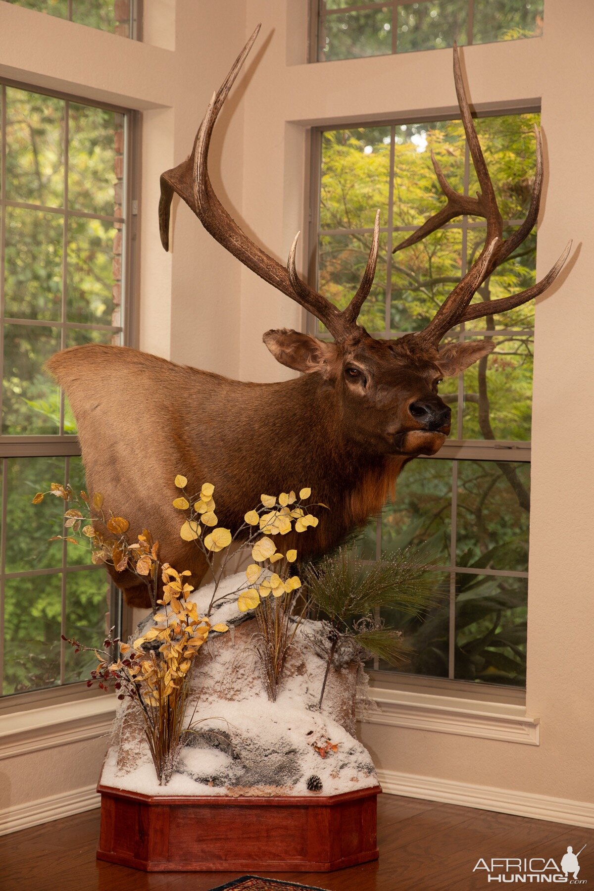 Elk Pedestal Mount Taxidermy