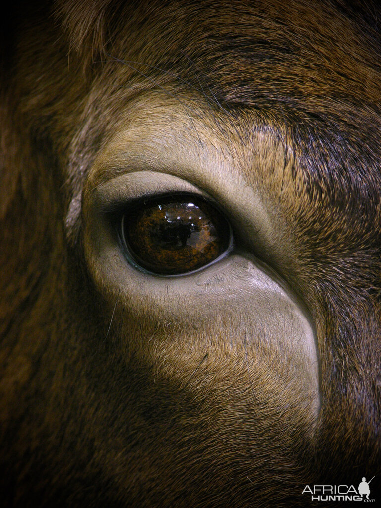 Elk Pedestal Shoulder Mount Close Up