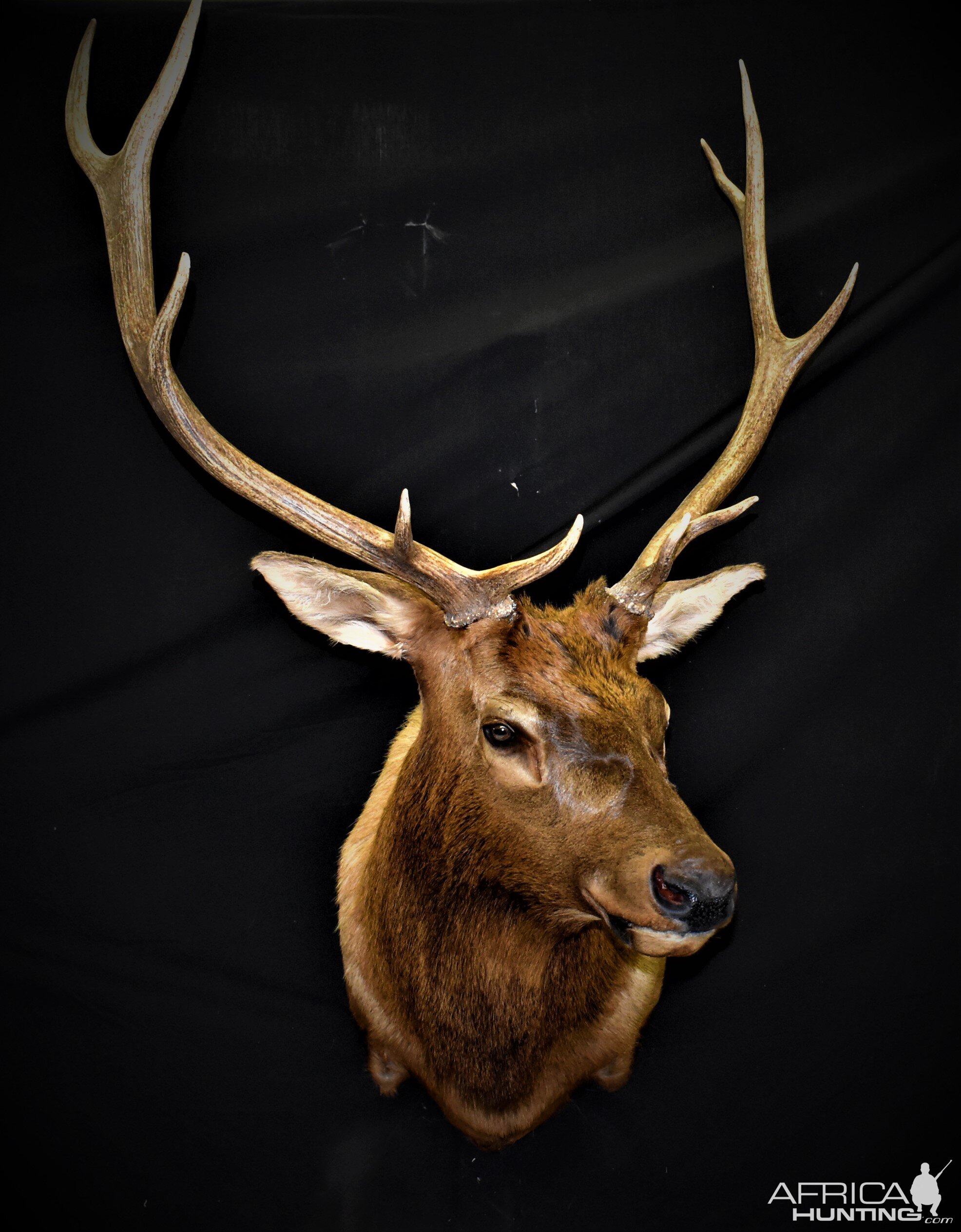 Elk Shoulder Mount Taxidermy