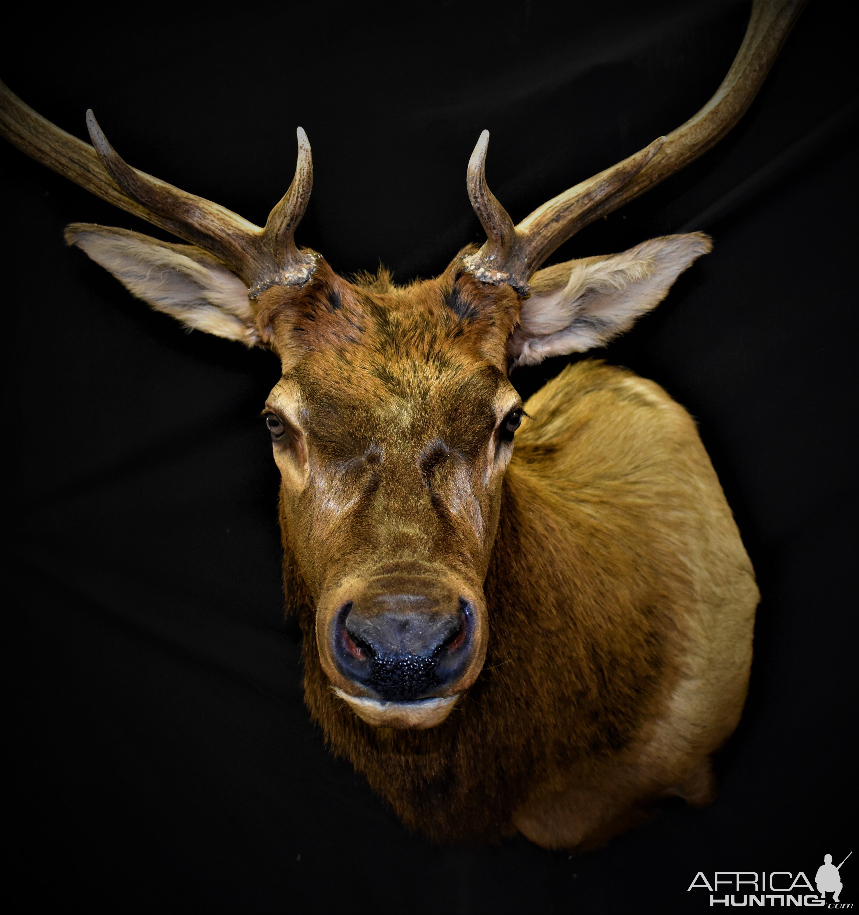 Elk Shoulder Mount Taxidermy