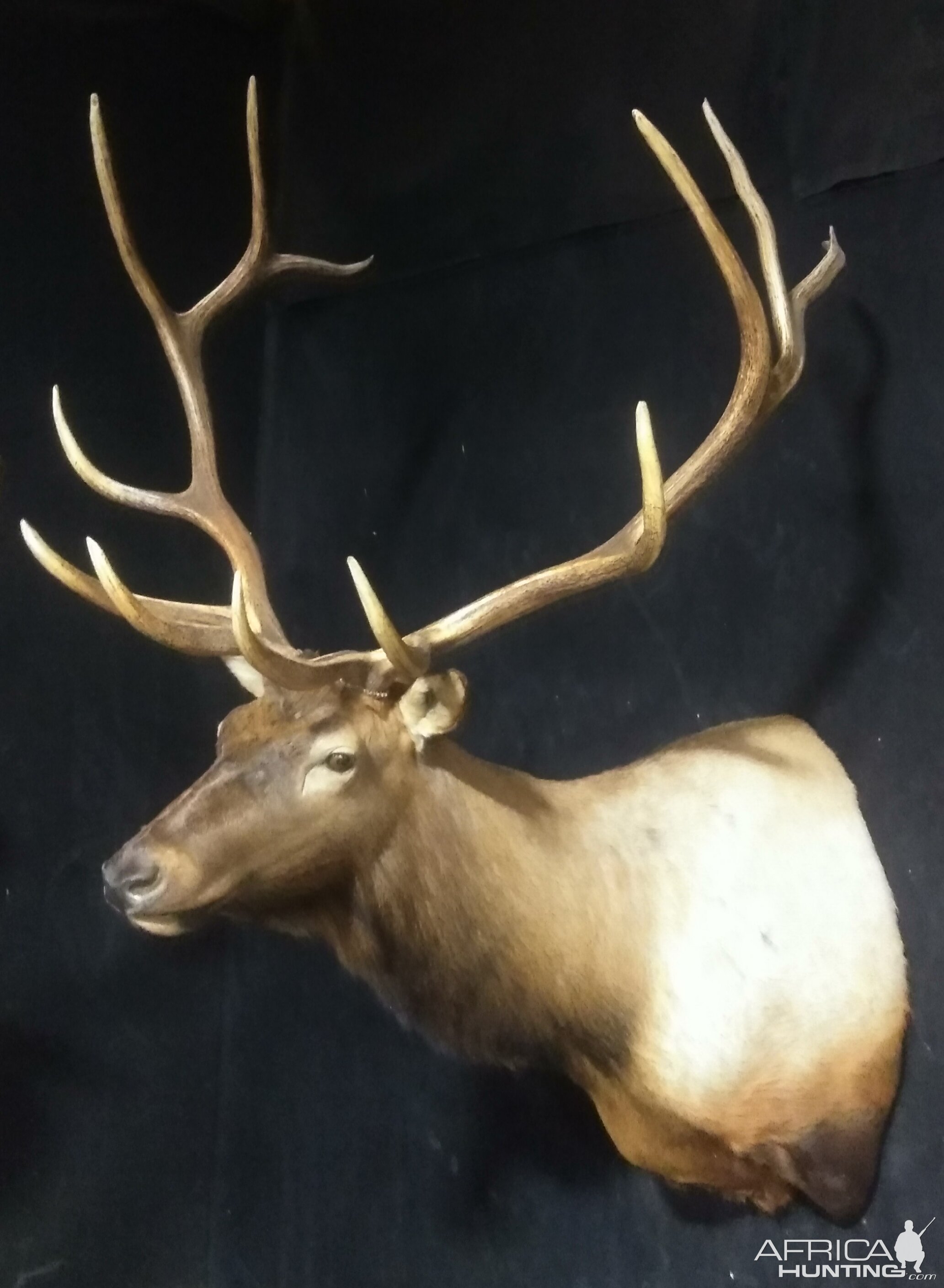 Elk Shoulder Mount Taxidermy