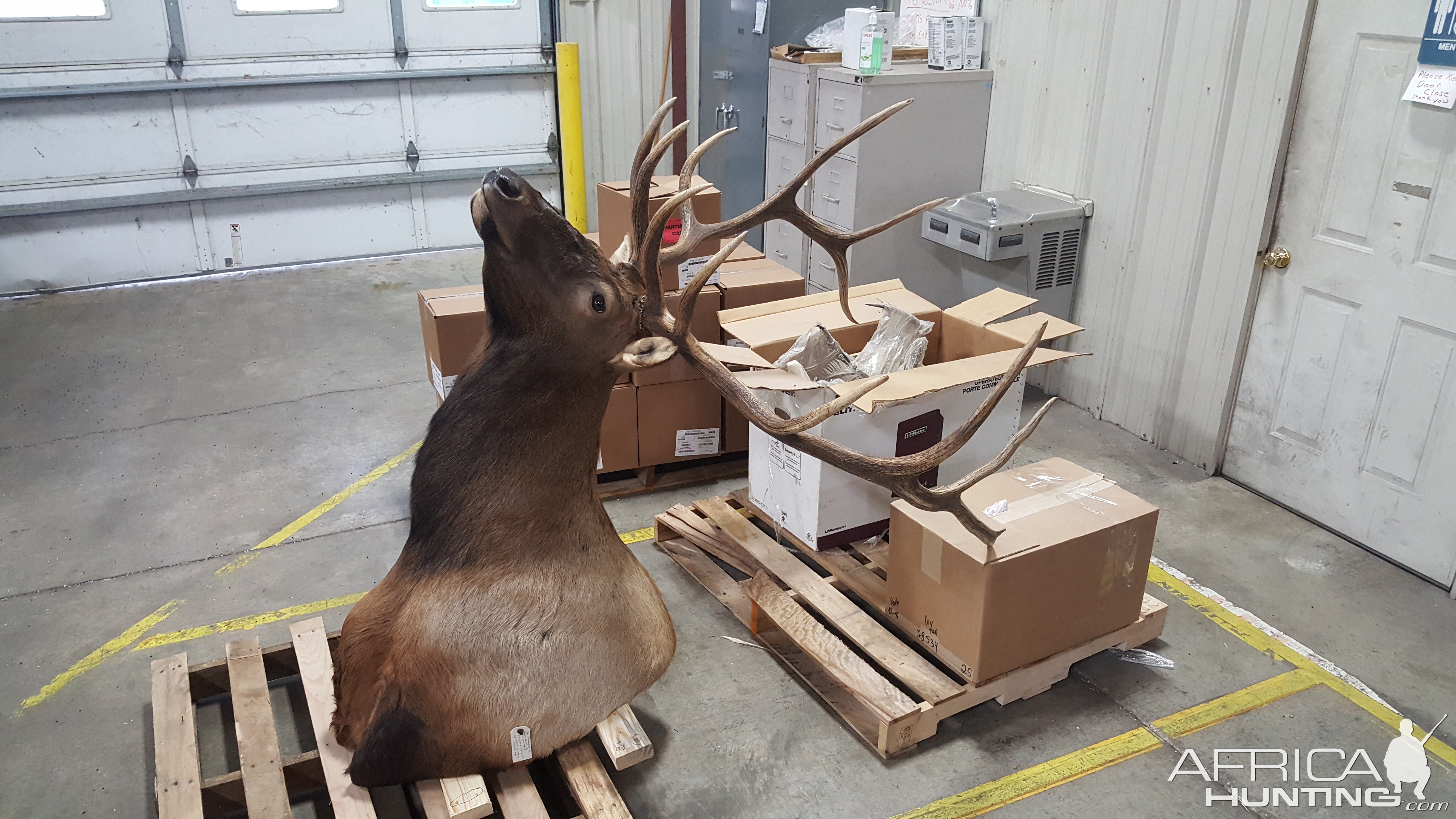 Elk Shoulder Mount Taxidermy