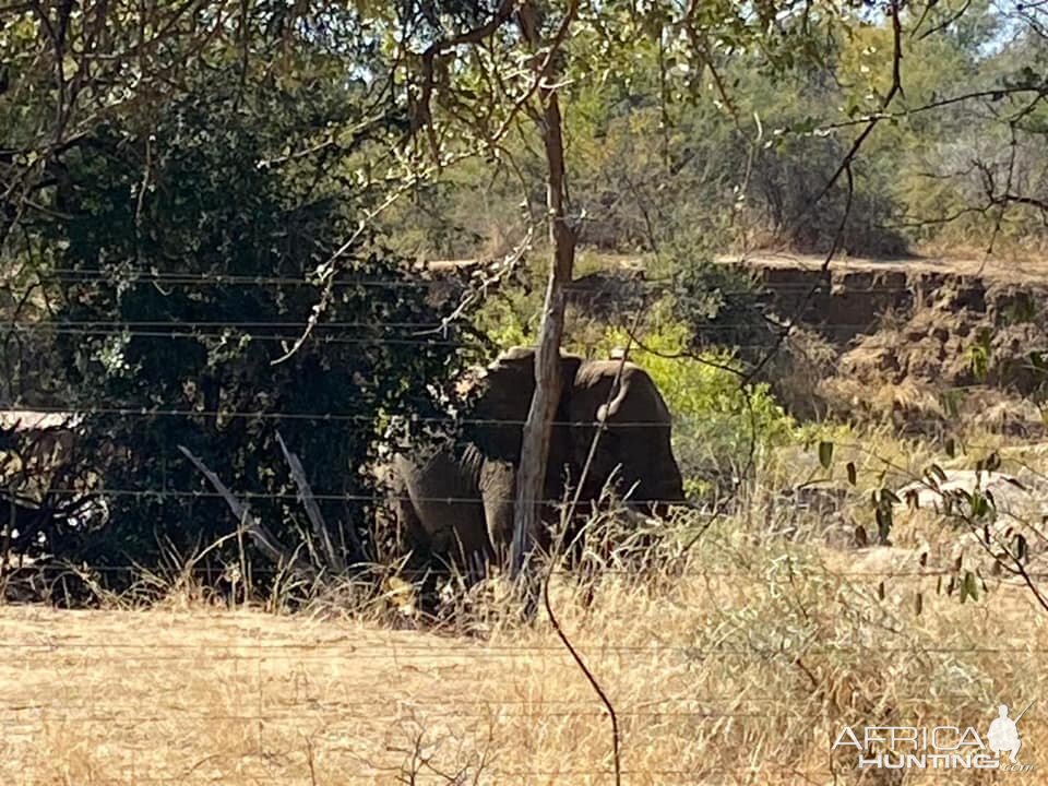 Encounters with elephant bulls on Monterra