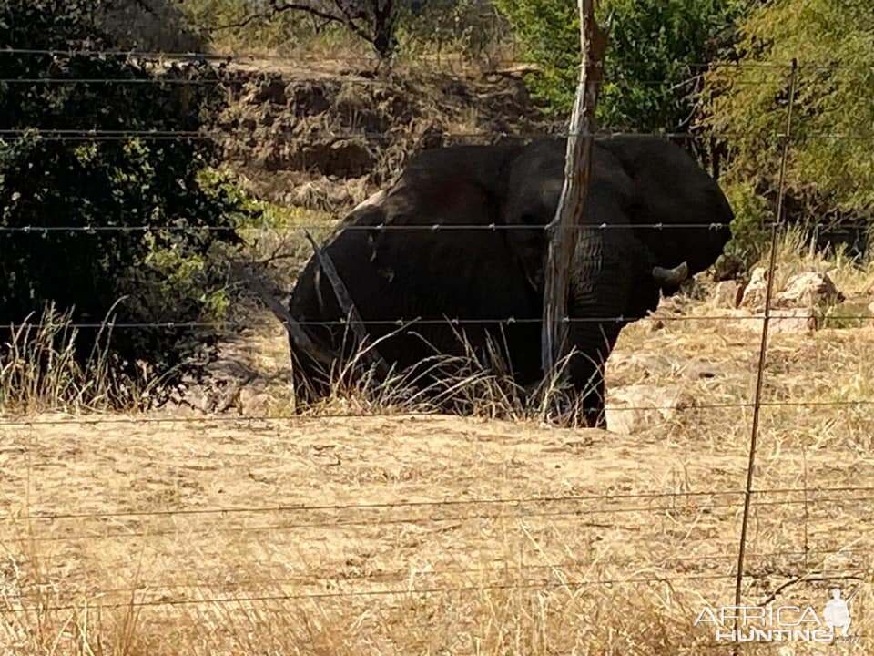 Encounters with elephant bulls on Monterra