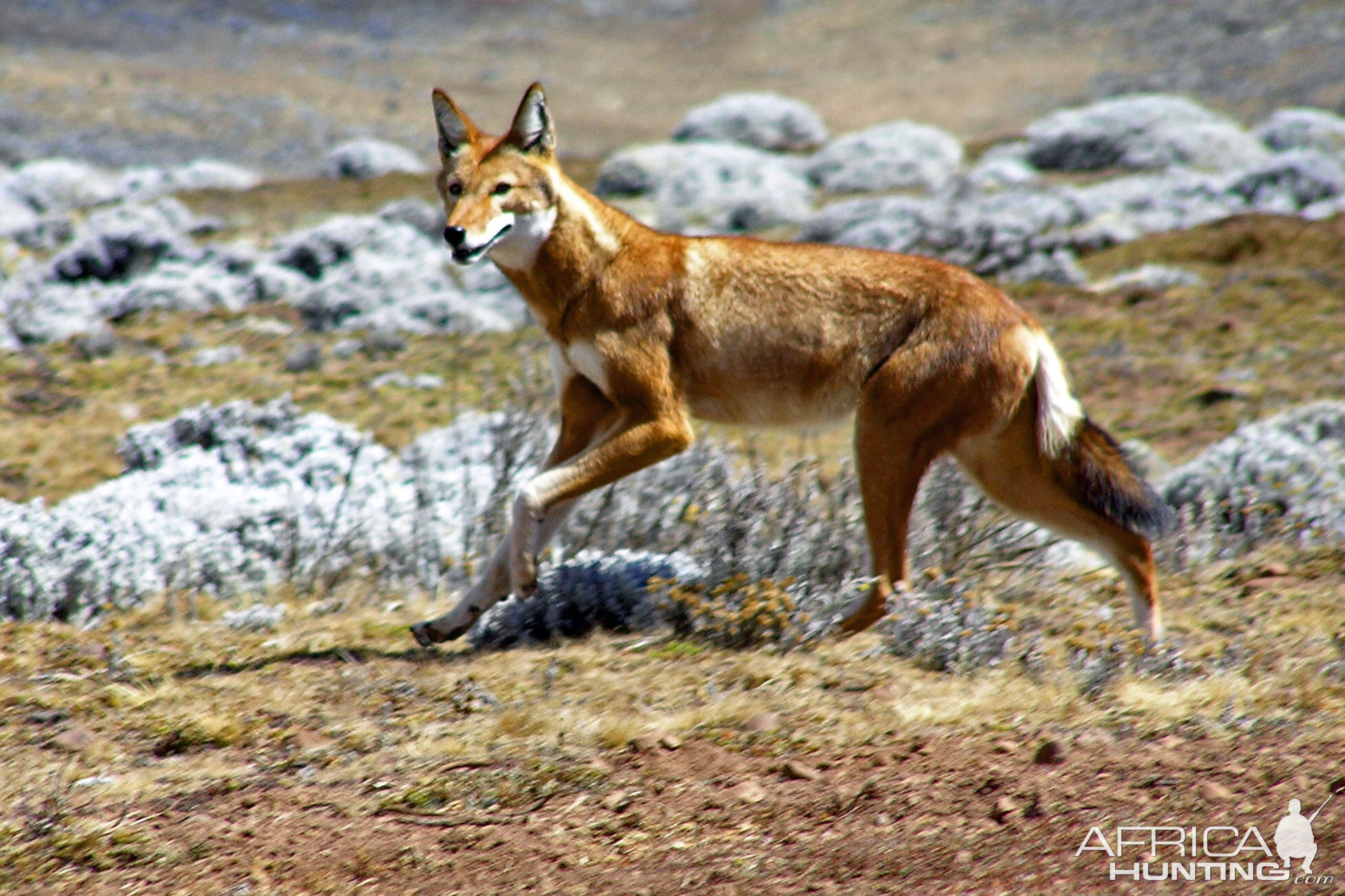 Endemic Semien Fox.