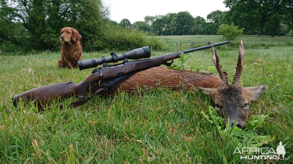 England Hunting Roe Deer