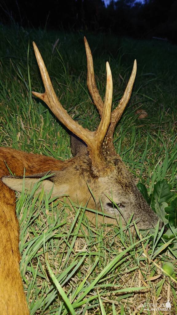 England UK Hunting Roe Deer