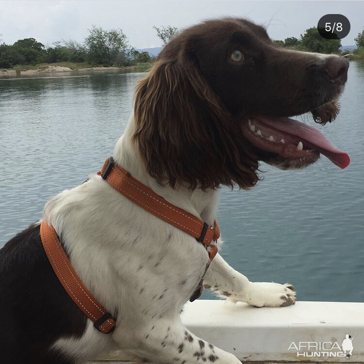 English Springer Spaniel