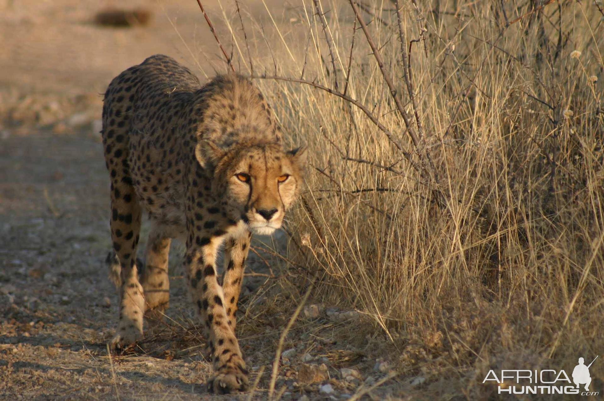 Epako Cheetah