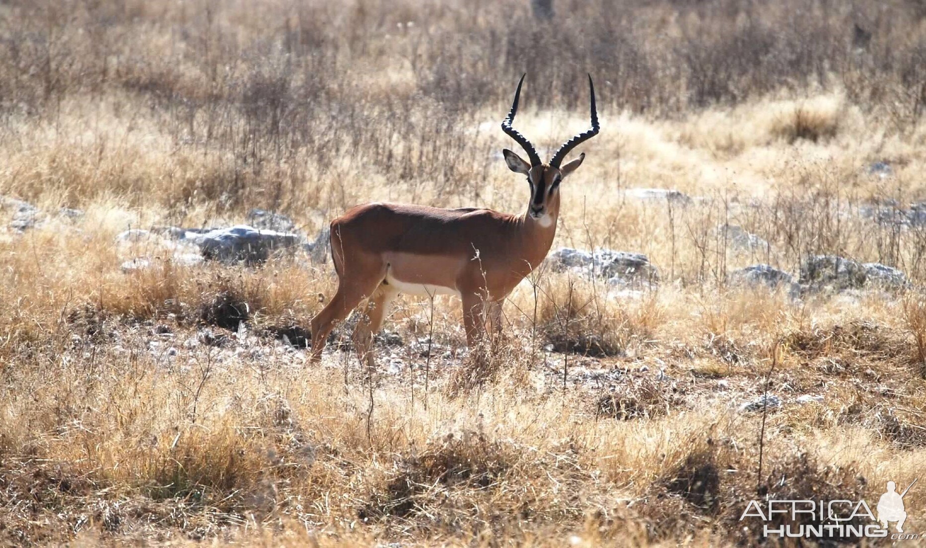 Etosha black faced impala