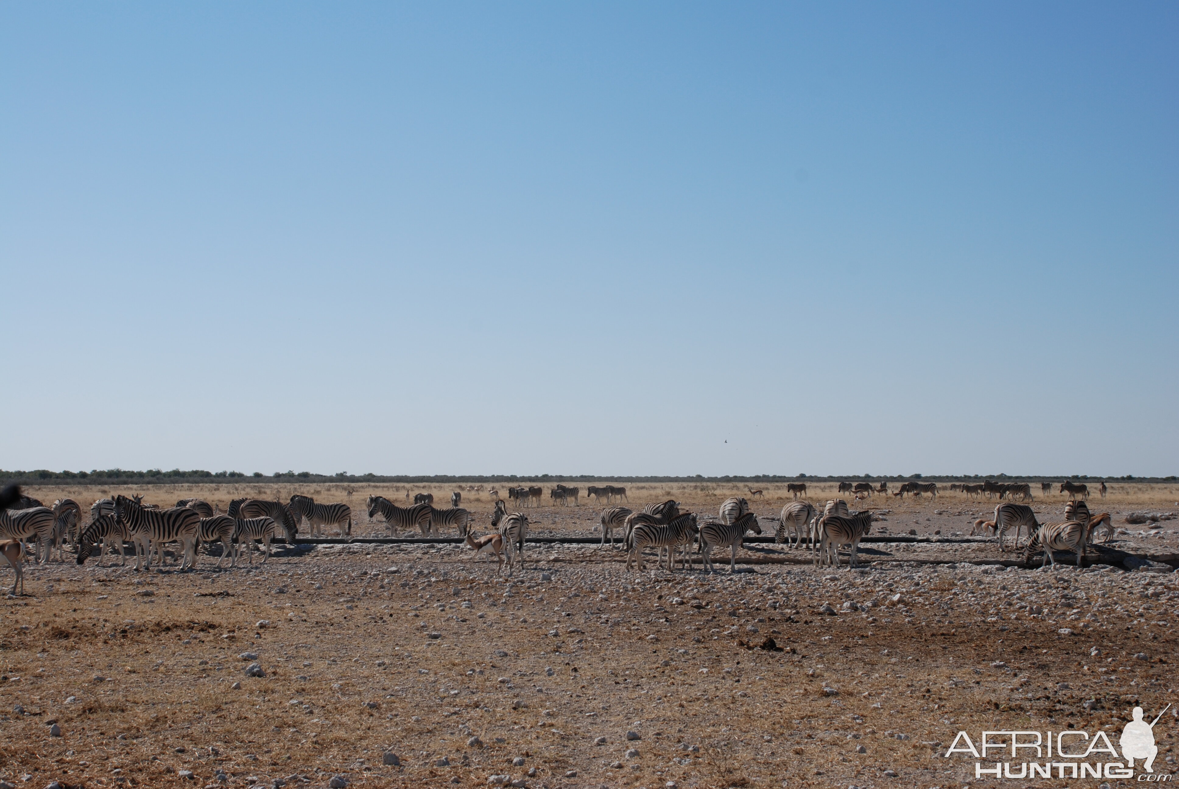 Etosha Namibia