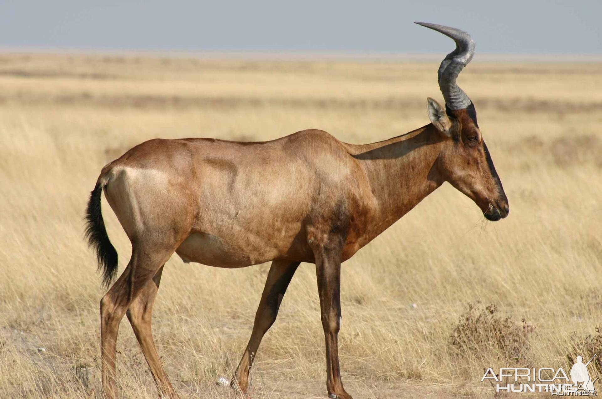 Etosha Red Hartebeest