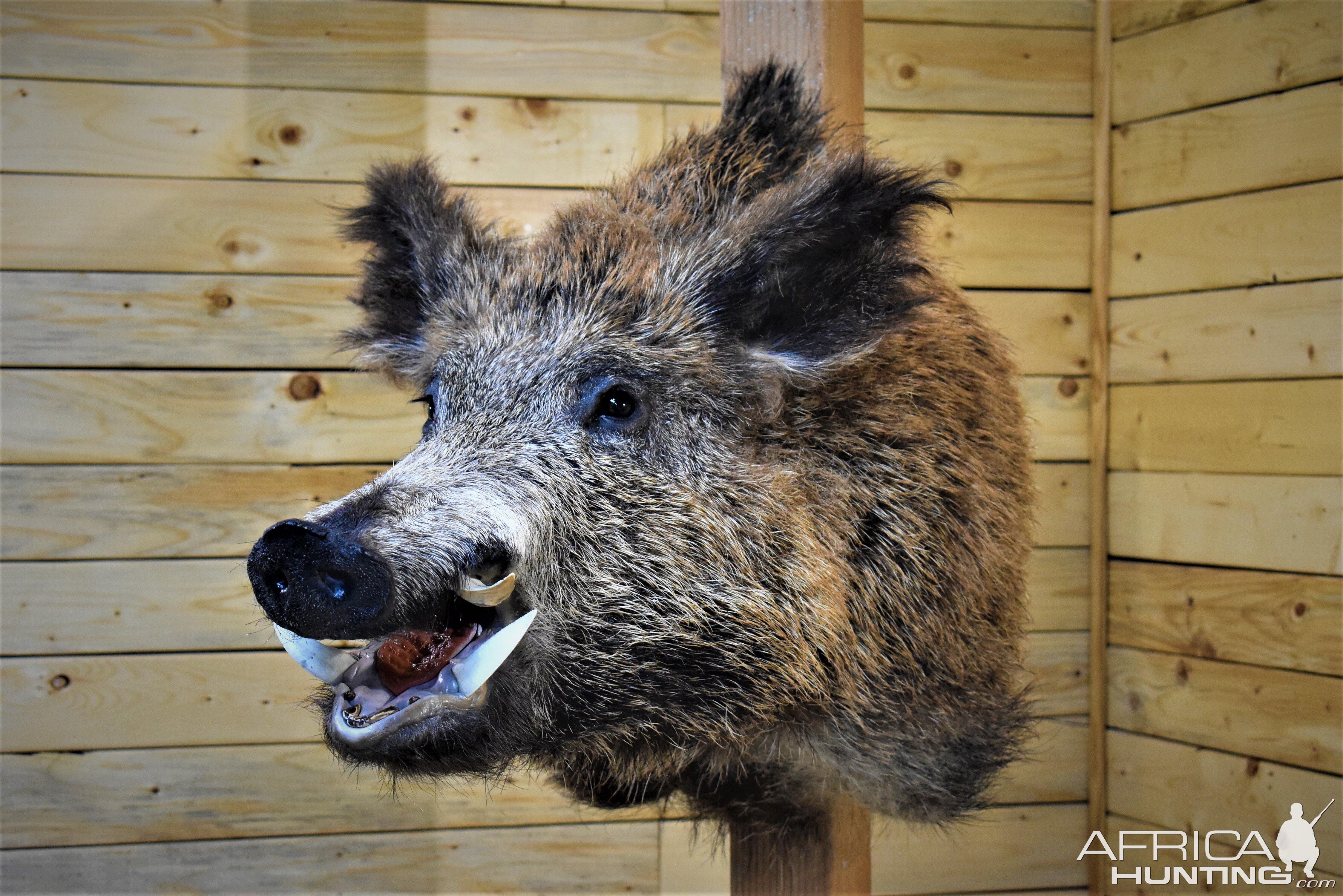 Eurasian Boar Shoulder Mount Taxidermy