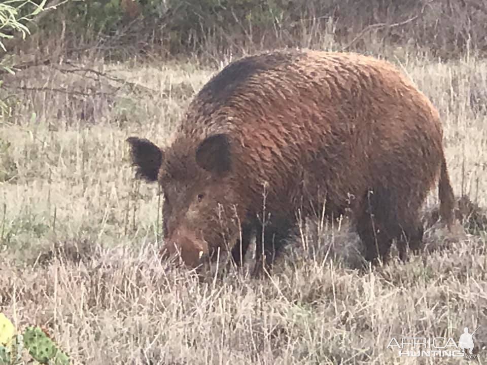 Eurasian Boar Texas USA