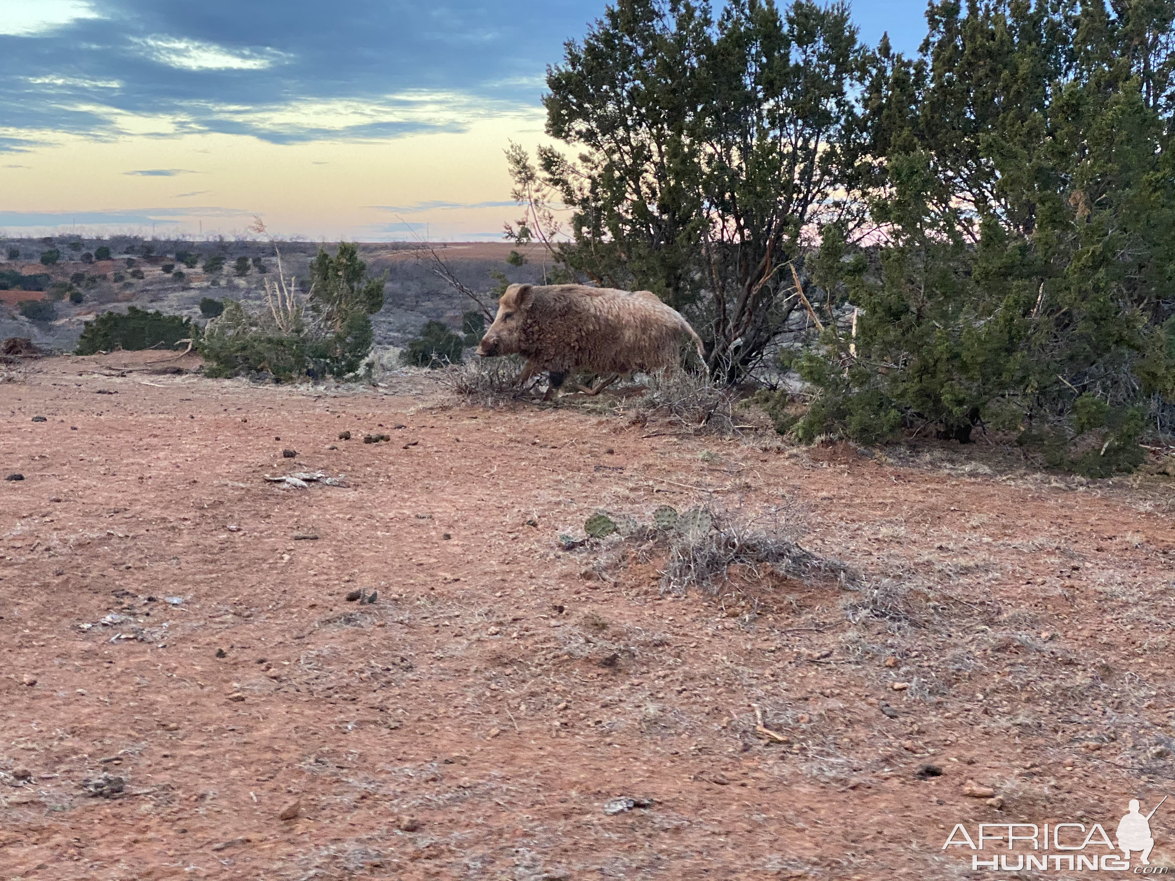 Eurasian Boar Texas USA