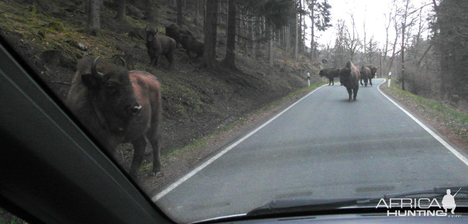 European Bison in Germany