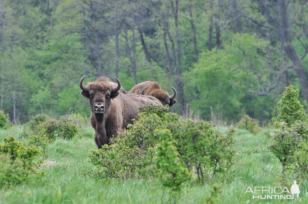 European Bison in Germany