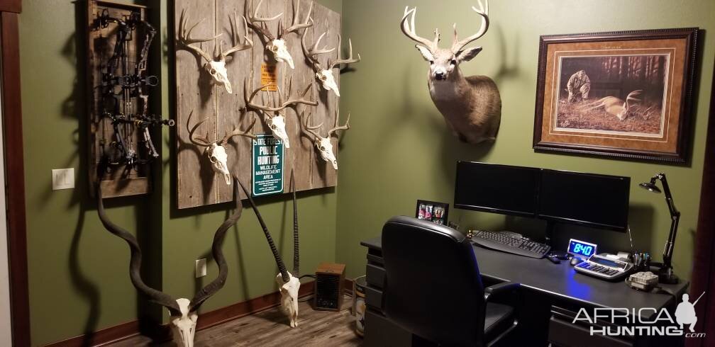 European Mount Displays Taxidermy