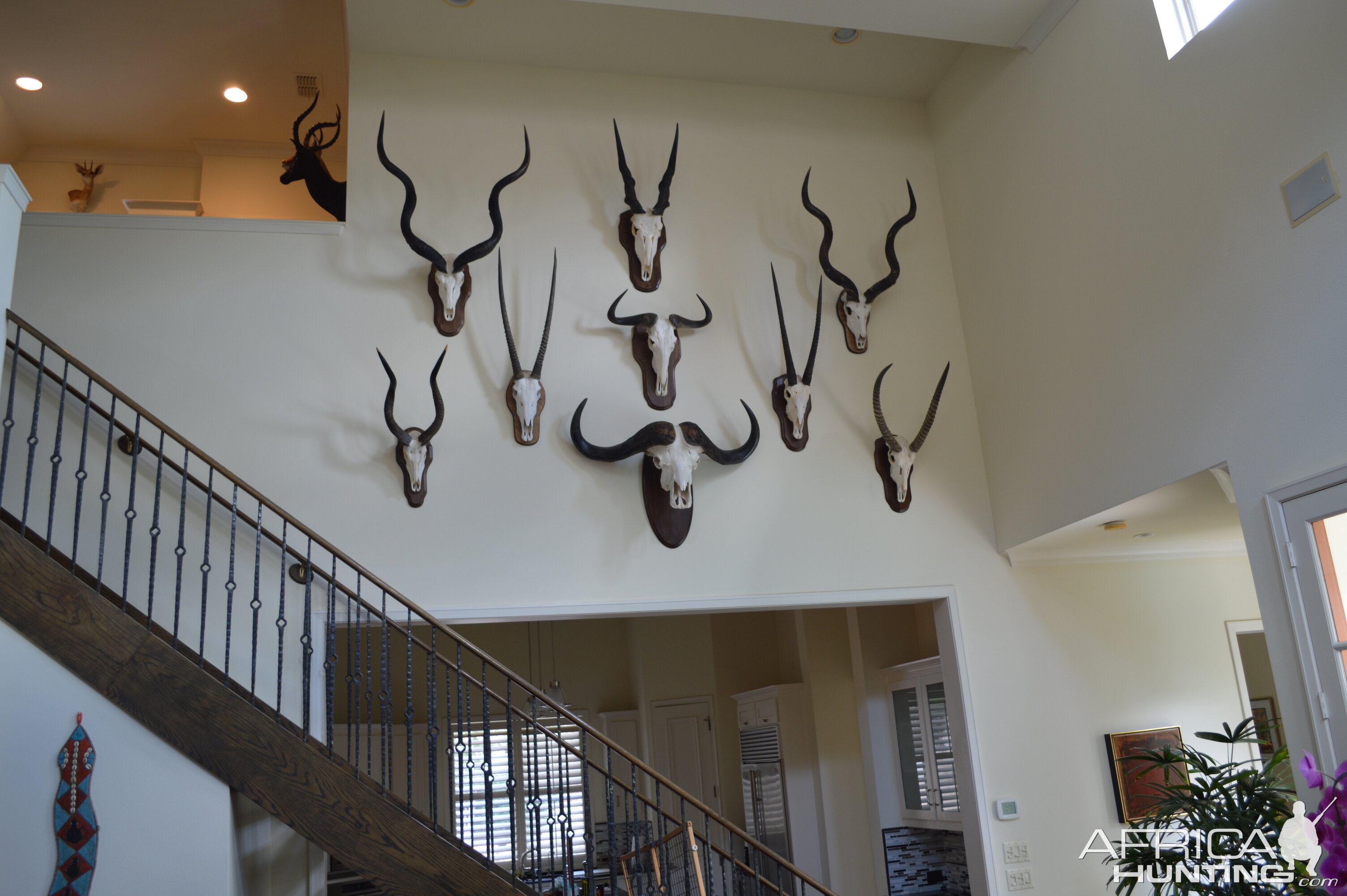 European Skull Mounts Taxidermy