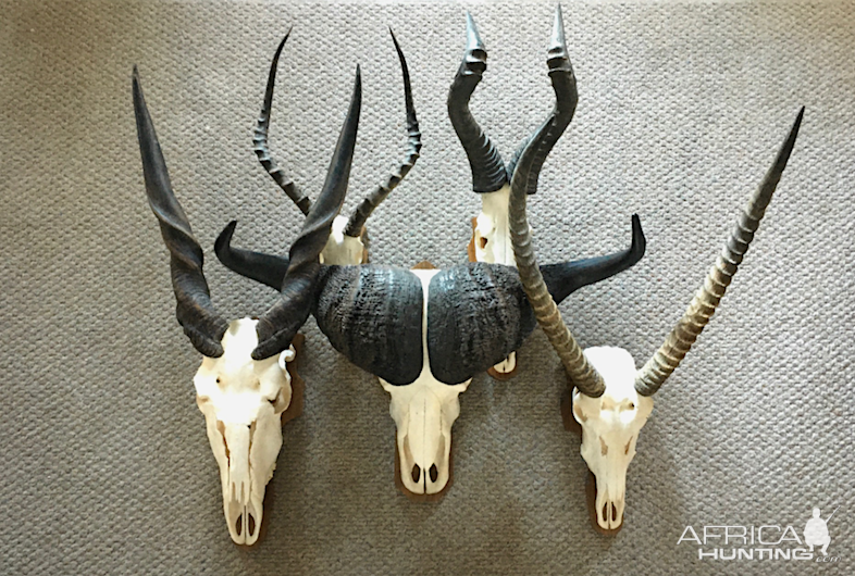 European Skull Mounts Taxidermy