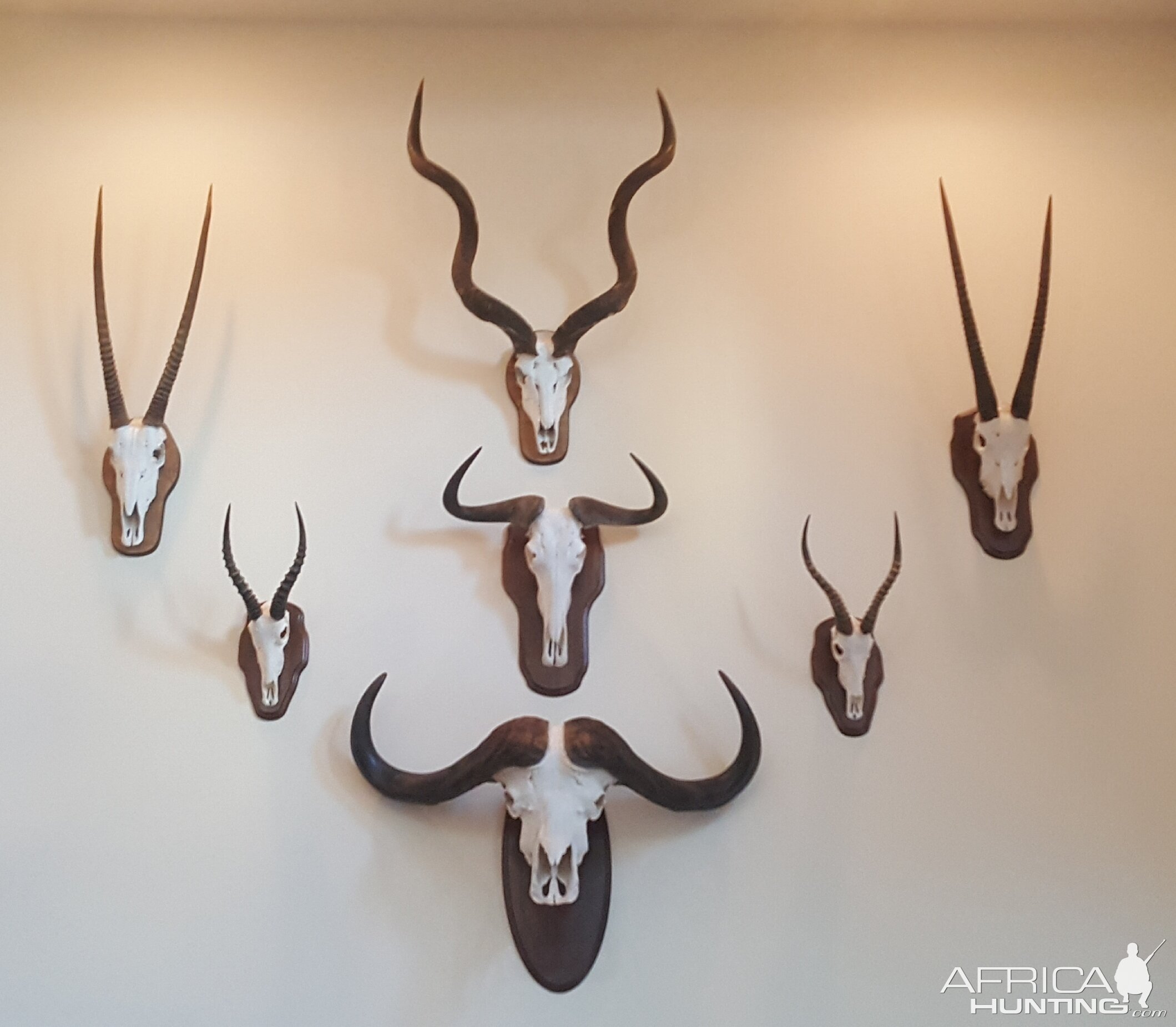 European Skull Mounts Taxidermy