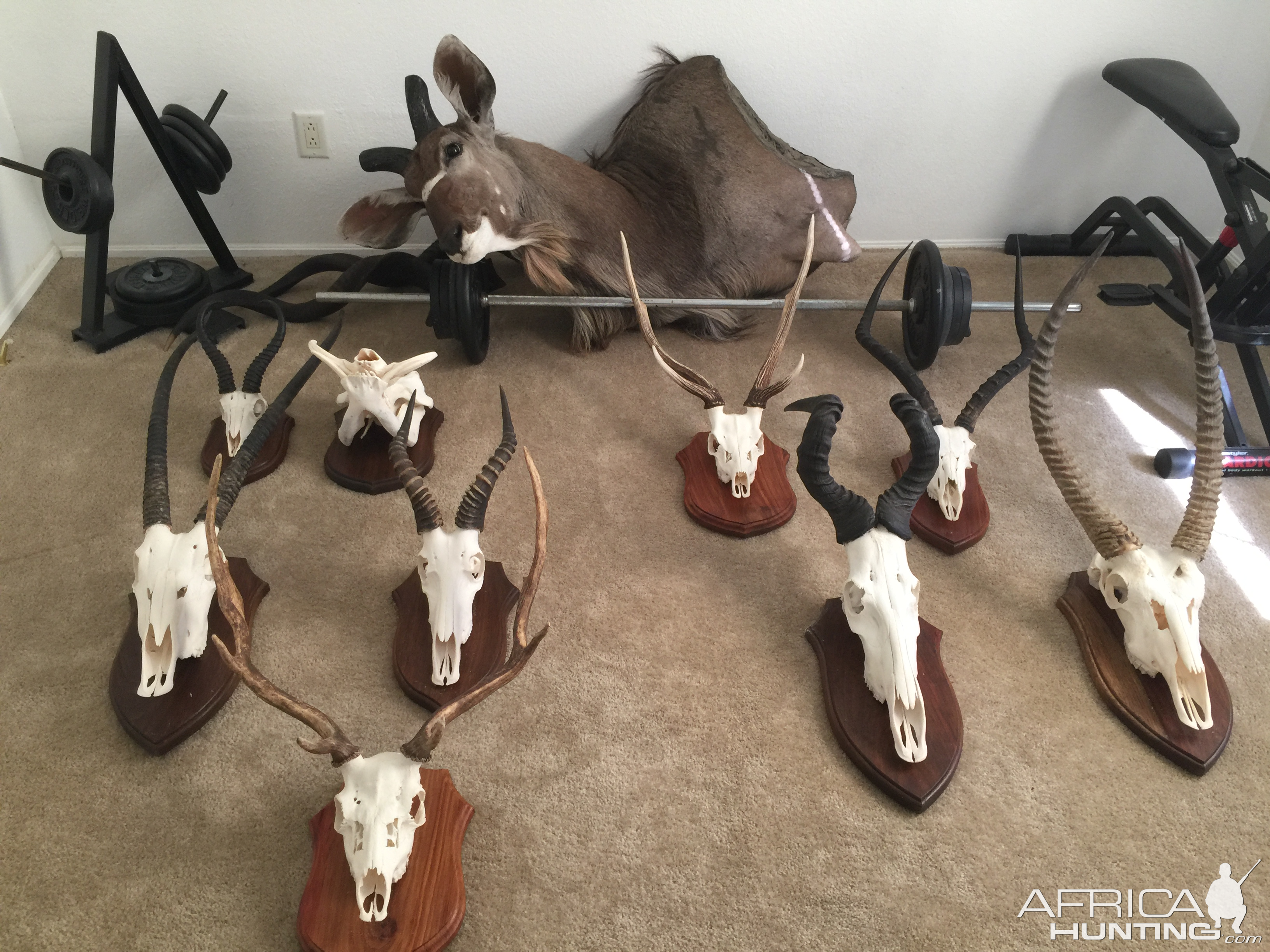 European Skull Mounts Taxidermy