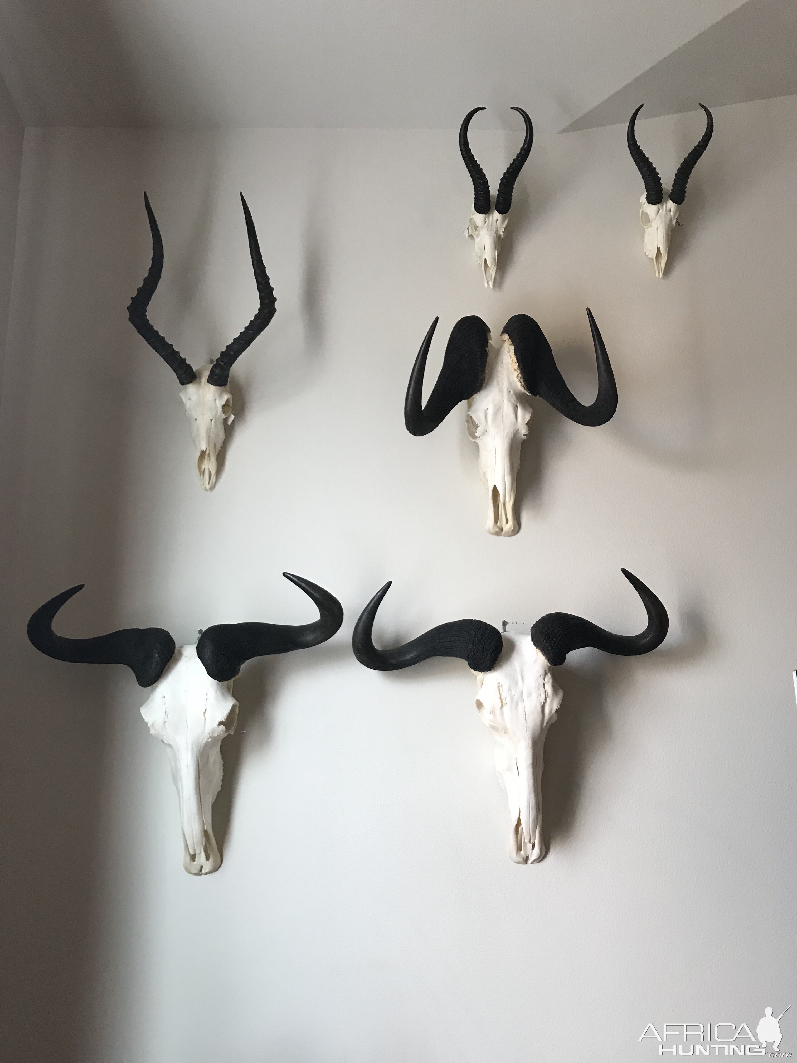 European Skull Mounts