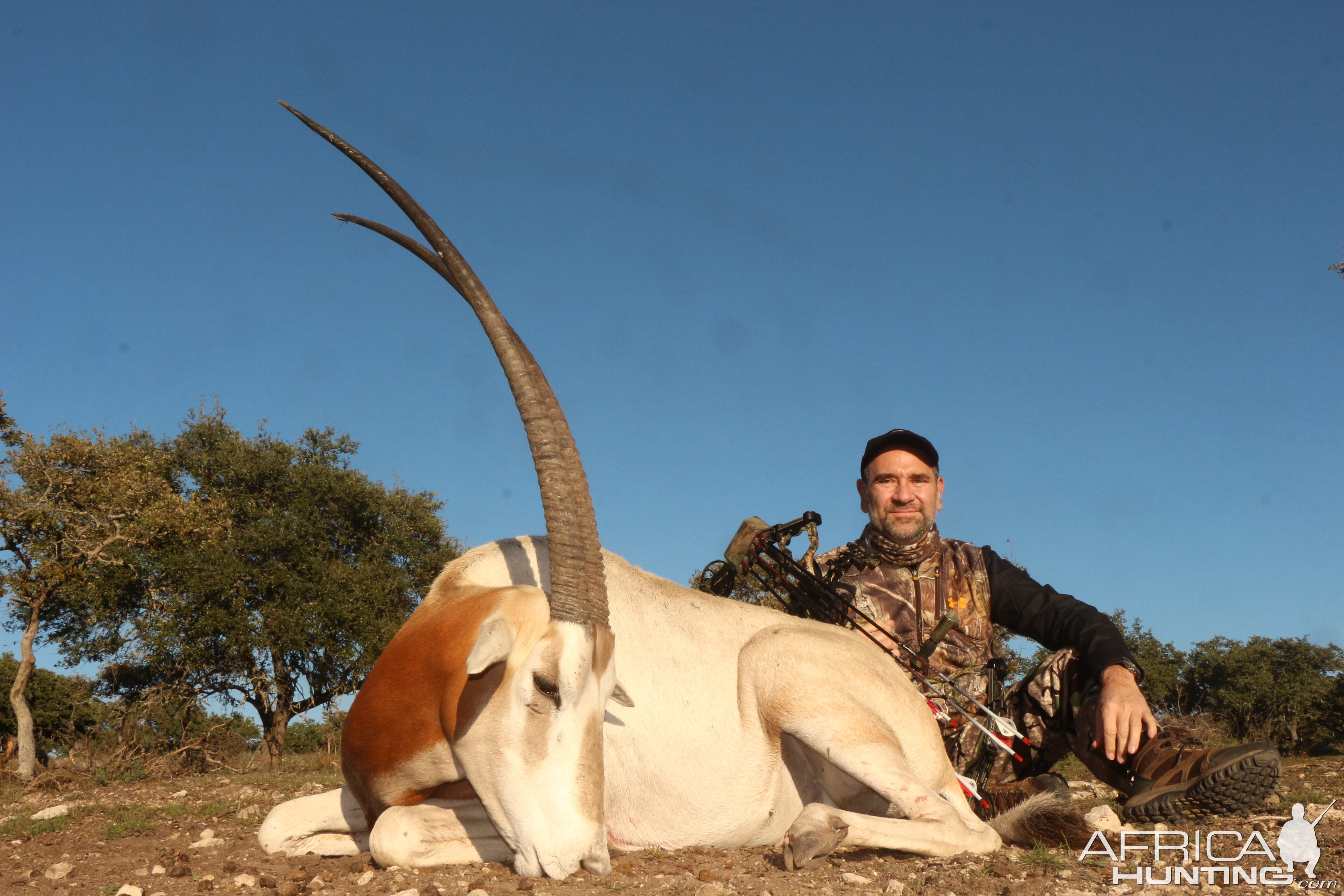 exótico in Texas Scimitar Oryx Hunt
