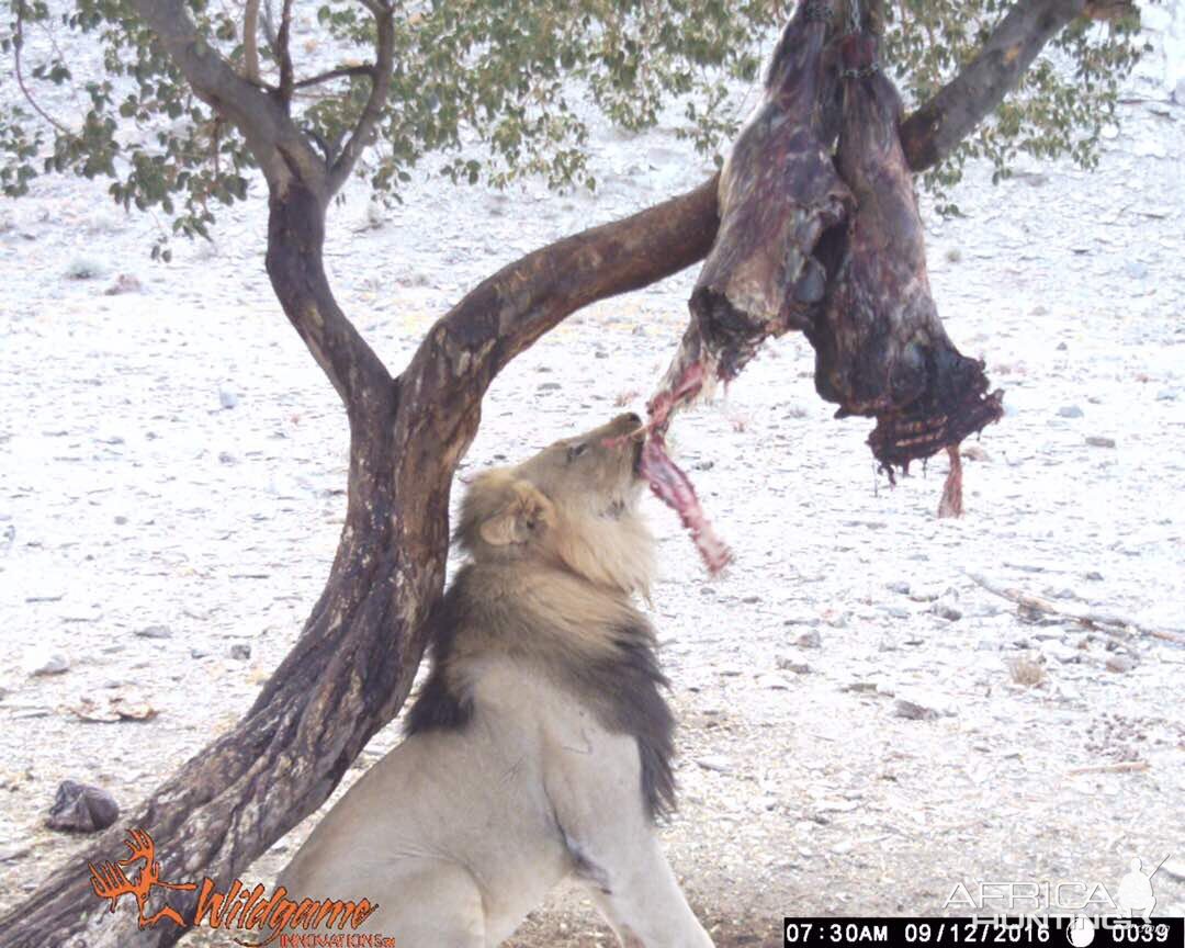 Exceptional & Rare Namibian Lion