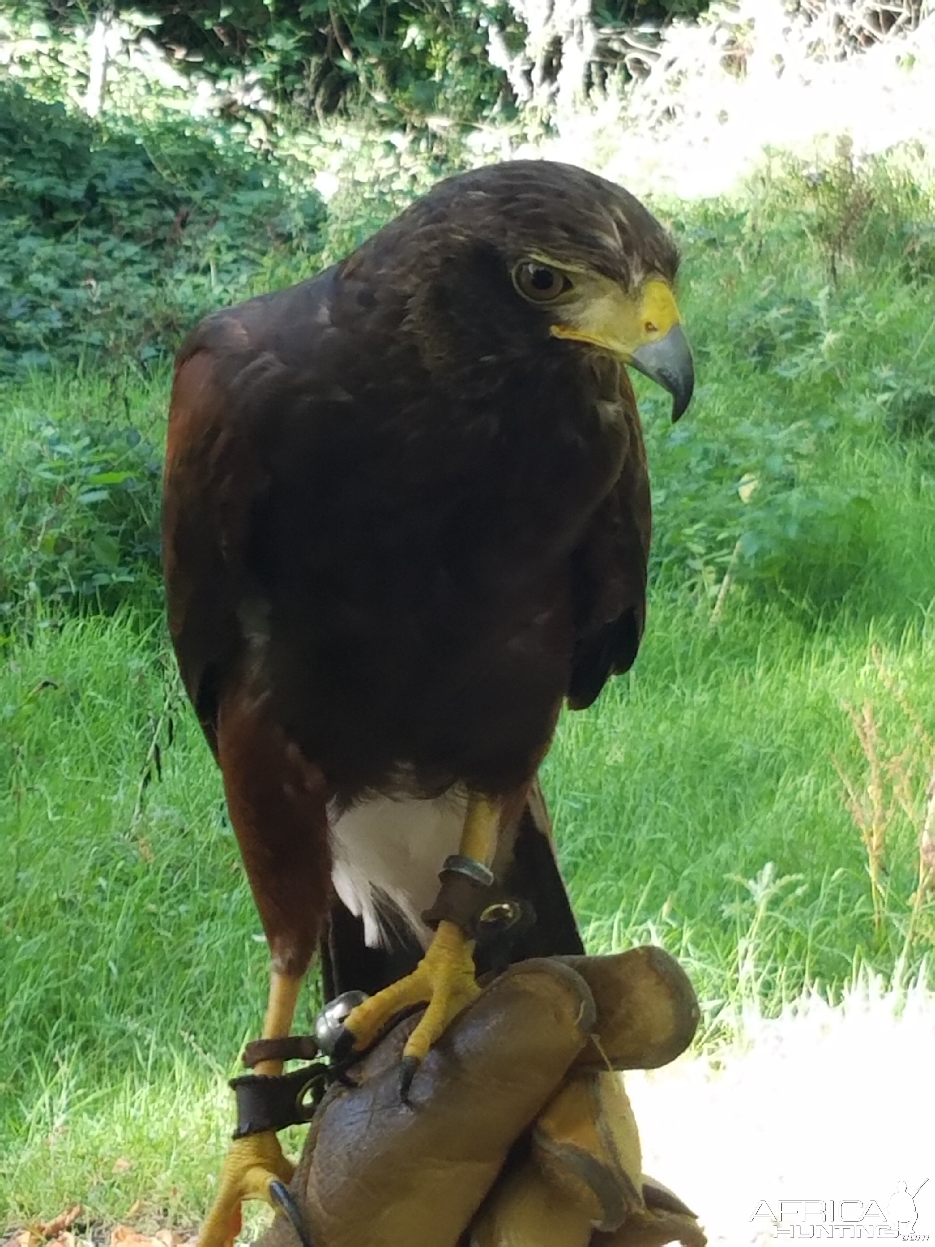 Falconry in Ireland