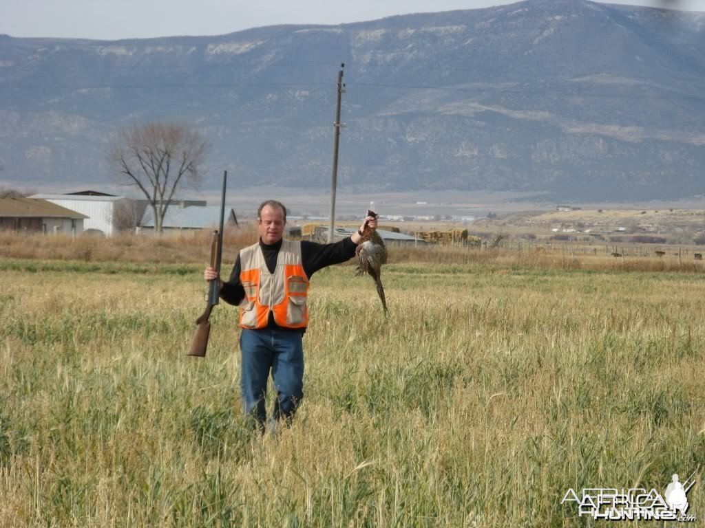 Fall Pheasant Hunt, Manti, Utah USA