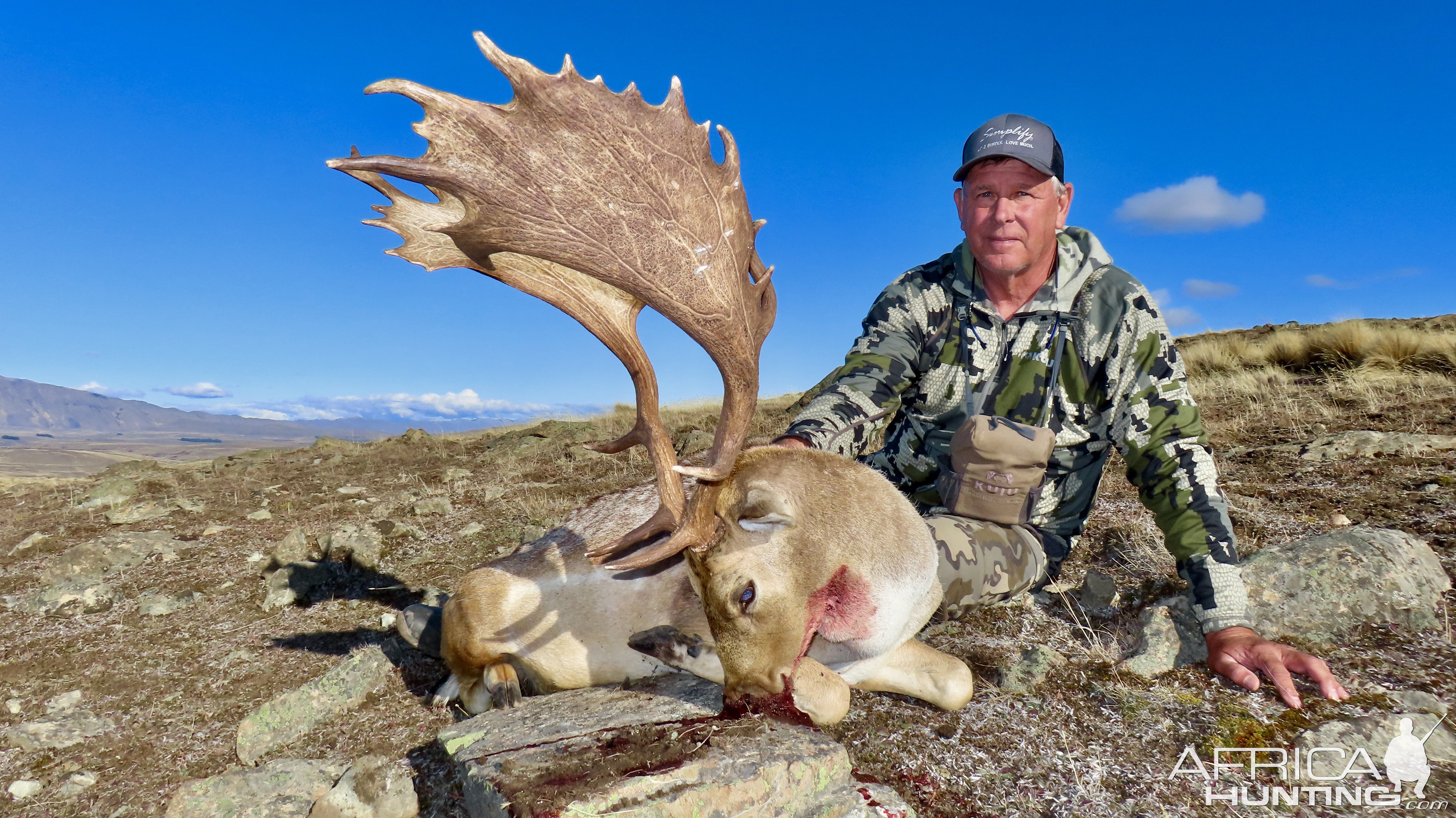 Fallow Buck New Zealand