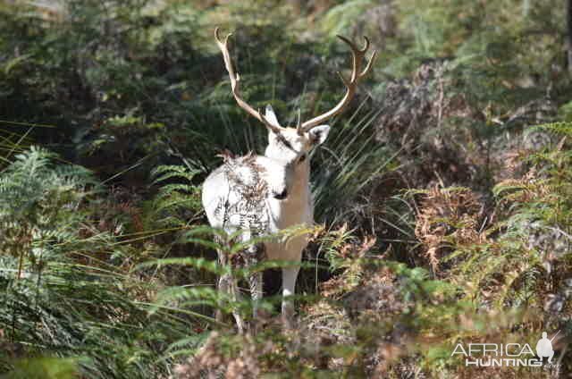 Fallow Deer Australia