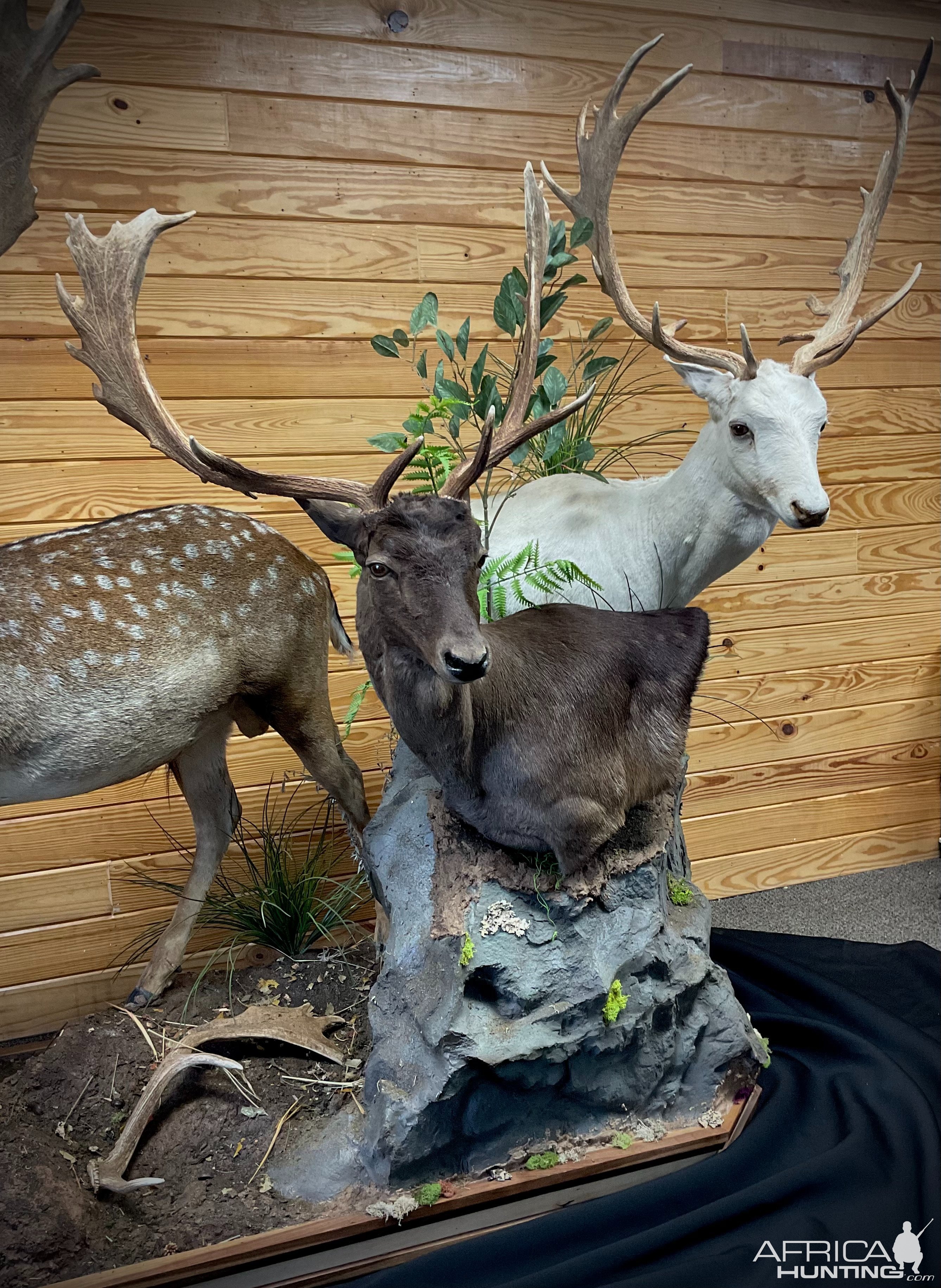 Fallow Deer Diorama Pedestal Mount Taxidermy
