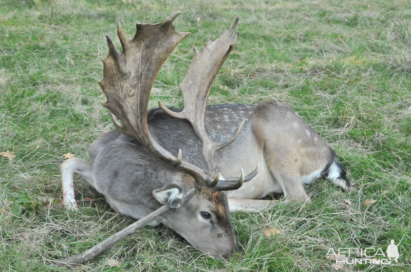 Fallow Deer Hunt France