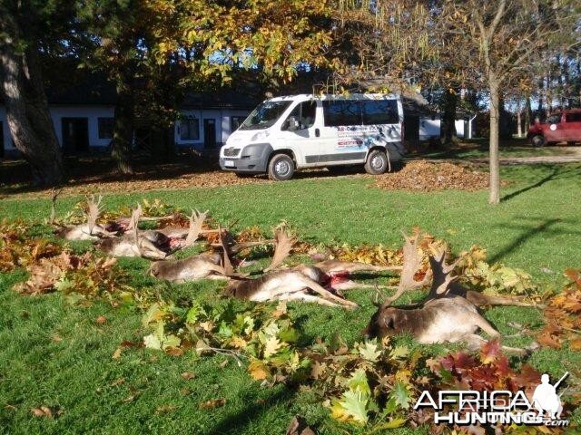 Fallow deer hunt in Europe Hungary