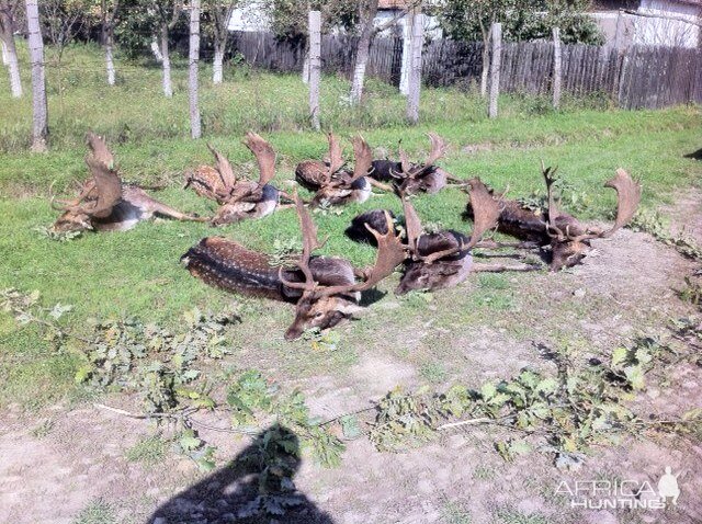 Fallow Deer Hunt in Romania