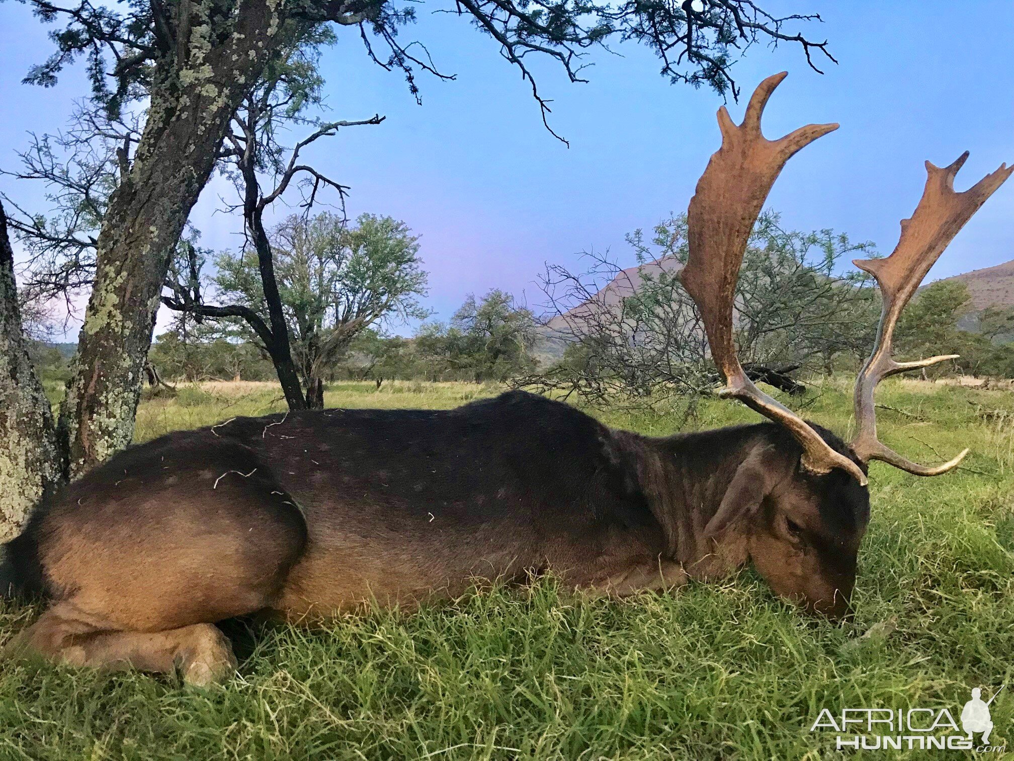 Fallow Deer Hunt South Africa