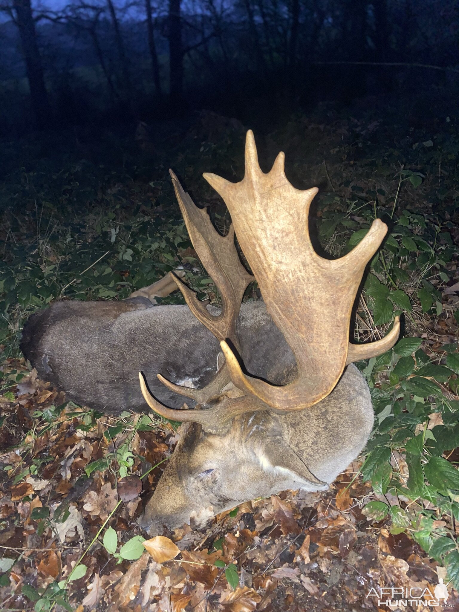 Fallow Deer Hunt